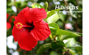 Check spelling or type a new query. Hibiscus By Megan Mcdaid O Neill