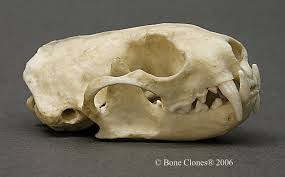 See more ideas about animal skeletons, skull and bones, skeleton. Animal Bones Animal Skulls Ferret Breeds