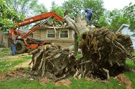 Pin By Out On A Limb Tree Service On Tree Pruning Fairfax Va Tree Removal Cost Tree Removal Tree Removal Service