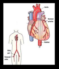 Prof Dr Sabri Demircan Tedavi Alanlari