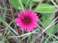 Image result for Gerbera viridifolia