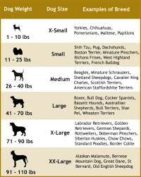 Described Cavalier King Charles Spaniel Size Chart