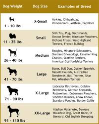 described cavalier king charles spaniel size chart