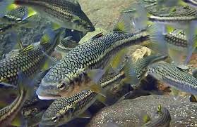 Image result for Platostoma montanum