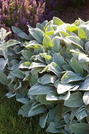 Image result for Maranthes goetzeniana