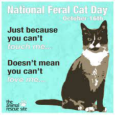 Keep A Kitty Warm This Winter Feral Cats Feral Cat House Cat Day