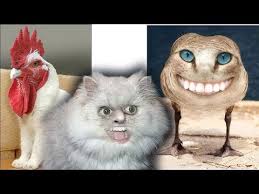 Would you like to see one of these in reality? 10 Funny Photoshopped Animals Youtube