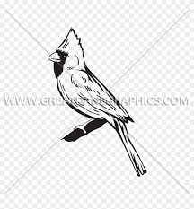 2 users visited black and white cardinal clipart this week. Graphic Black And White Library Collection Of Free Cardinal Logo Bird White And Black Hd Png Download 825x825 65186 Pngfind
