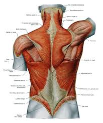 Largest Muscle In The Body Largest Muscle In Human Body Human Anatomy Diagram Lower Back Muscles Anatomy Body Anatomy Shoulder Anatomy