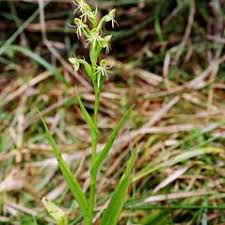 Image result for Habenaria arenaria