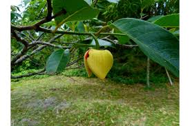 Image result for Annona senegalensis