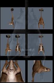 Image result for Trichopteryx