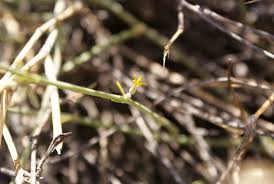 Image result for Orthanthera