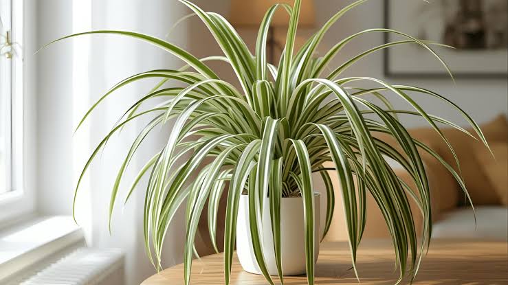 House Plants 2026
