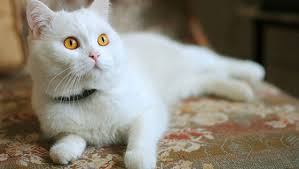 Islamda Kedi Beslemek Topragizbiz Com