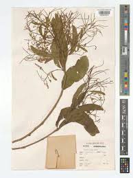 Image result for Combretum padoides