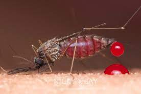 The length of the mosquito life cycle and lifespan varies between species and is dependent upon environmental conditions such as temperature and moisture. How Long Can A Mosquito Survive Between Meals Quora
