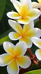 Pin On Every Flower Must Grow Through Dirt