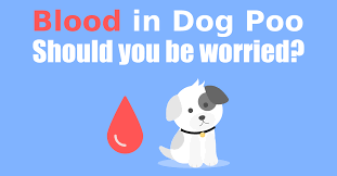 I'm scared because there is some blood in. Blood In Dog Poop 21 Causes Of Blood In Your Dogs Poop