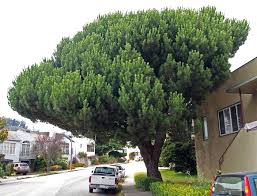 Maybe you would like to learn more about one of these? Italian Stone Pine Friends Of The Urban Forest