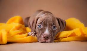 You can also give your puppy a small treat afterward to help encourage it.8 x trustworthy source american society for the prevention of cruelty to animals leading organization dedicated to the prevention of animal. How Long Does It Take To Potty Train A Puppy That Mutt