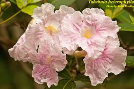 Image result for Tabebuia heterophylla