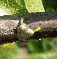 Image result for Viscum tuberculatum