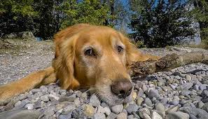 You can also visit the webpage or. Golden Retriever Rescue Virginia All Rescue