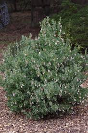 If you're after an informal, flowering hedge, california lilac (ceanothus) is a lovely choice. Drought Tolerant Hedges Wind Breaks And Screens With California Native Plants