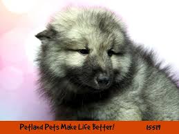 Lancaster puppies has your keeshond puppy here. Keeshond Puppies Petland Chicago Ridge