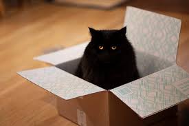 Cat In A Box Cats Cute Cat Gif Cats With Big Eyes
