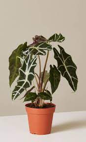 29 Easy Houseplants To Beat The Winter Blues Alocasia Polly Houseplants Easytogrow Gardening Lowmaintenance Homede Houseplants Plant Decor Indoor Plants