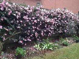 Sasanqua Camellia Handsome Evergreen Shrubs Can Handle Full Sun And Drought If Protected When Young Flow Garden Shrubs Landscaping Shrubs Landscaping Plants