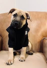 Daniel Arteche's Instagram, Twitter & Facebook