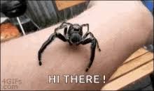 Maybe you would like to learn more about one of these? Spiders Gifs Tenor