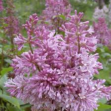 Image result for Syringa prestoniae