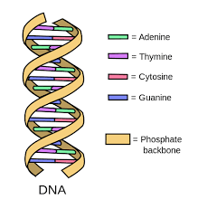 Genes Made Easy East London Genes Health