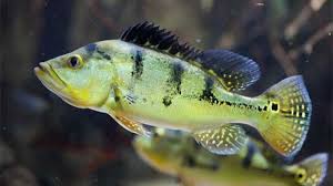 800 x 450 jpeg 101 кб. Butterfly Peacock Bass Lake Fishing Bass Fishing Gurus