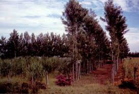 Image result for Monotes magnificus