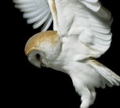 John Ross Photographer Animals Owl Diamond Eyes