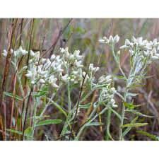 Image result for Vernonia nepetifolia