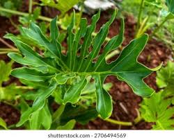 Image result for Thaumatophyllum
