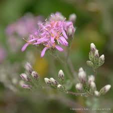 Image result for Microchloa afra