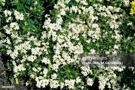Image result for Thymelaeaceae