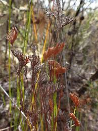 Image result for Schizaea pectinata