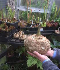 Image result for Sauromatum venosum