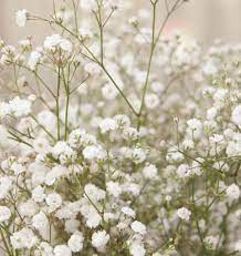 How To Grow Gypsophila Baby S Breath From Seeds West Coast Seeds