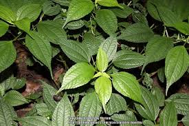 Image result for Pilea angolensis