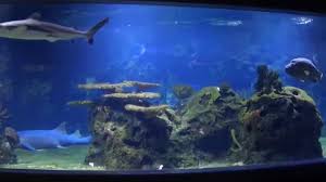 Hiermit bestätige ich, dass ich die datenschutzbestimmungen zur kenntnis genommen habe. Haie Im Zoo Aquarium Berlin November 2015 Youtube