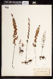 Image result for Cheilanthes similis